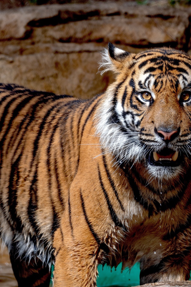 Мокрый Суматранский тигр в зоопарке