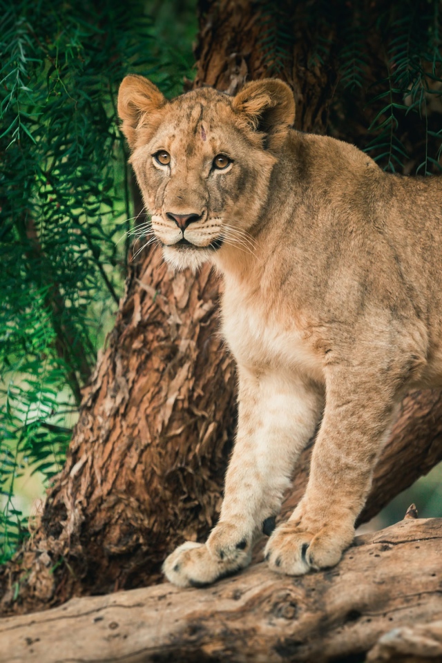 Молодая львица стоит на дереве 
