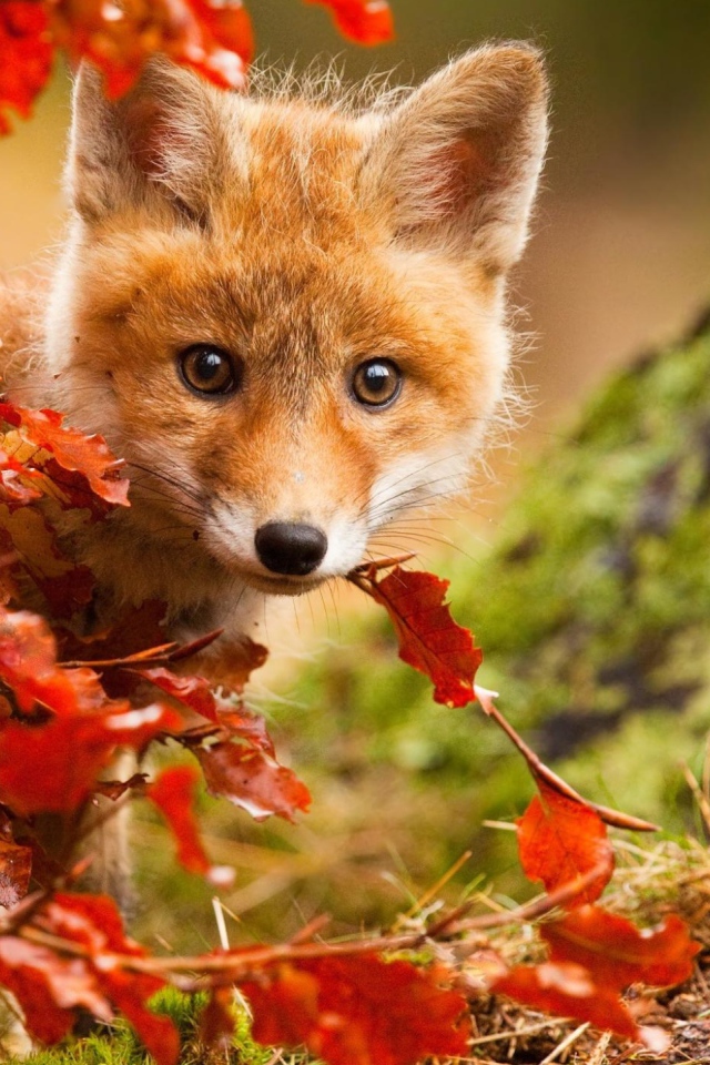 Маленький лисенок прячется в оранжевых листьях  осенью