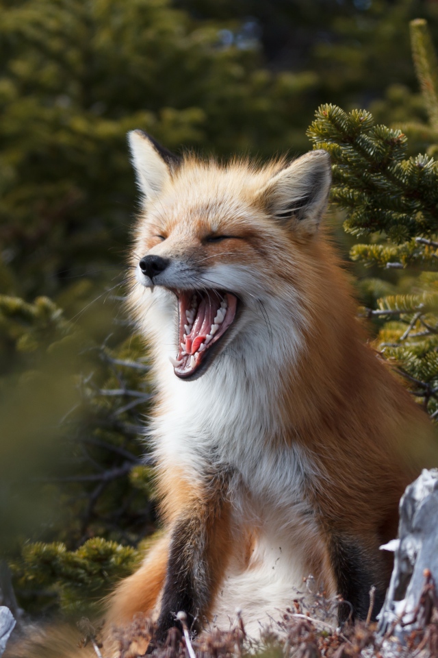 Рыжая лиса зевает в лесу у ели