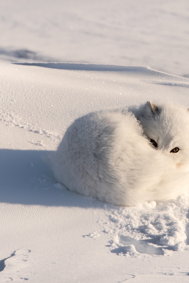 Белый пушистый песец лежит на снегу
