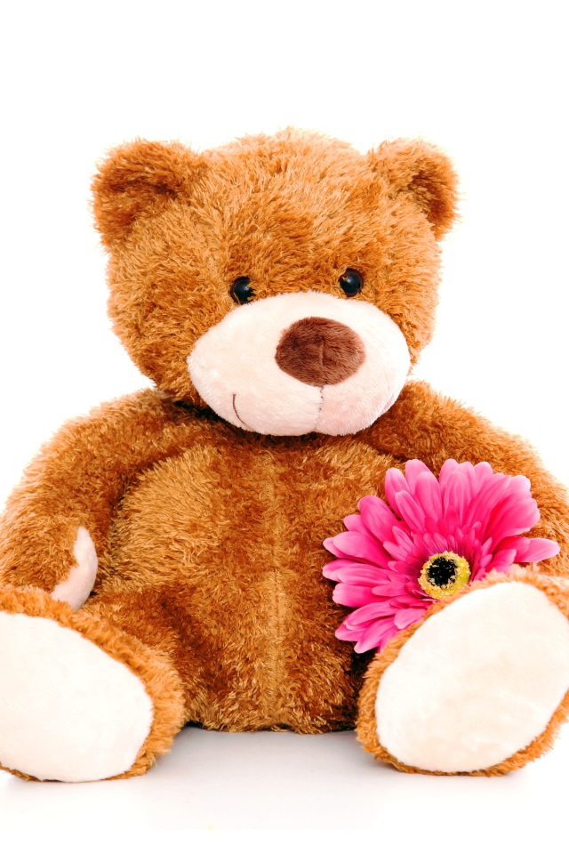Плюшевый медведь с розовым цветком герберы на белом фоне