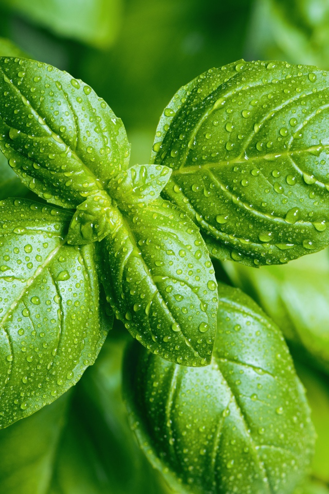 Зеленые листья базилика в каплях воды