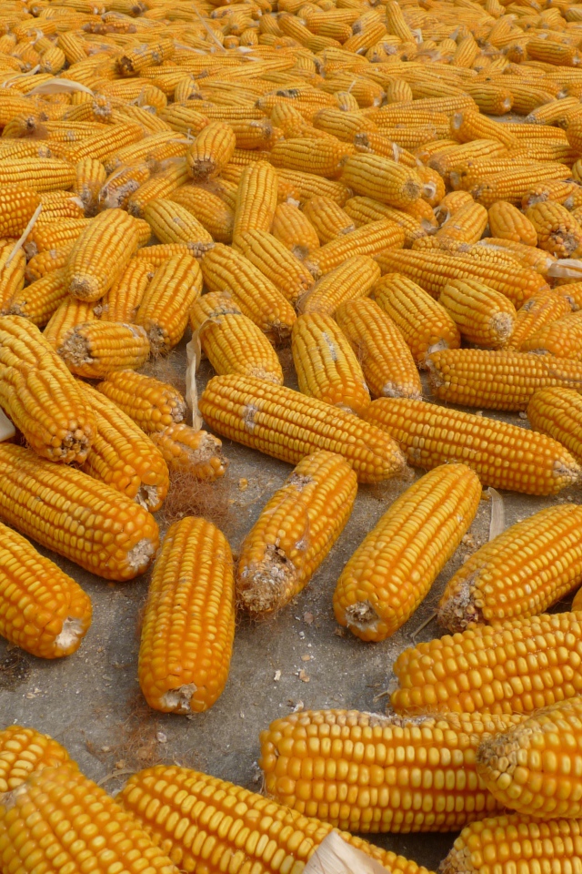 Много початков кукурузы на ферме