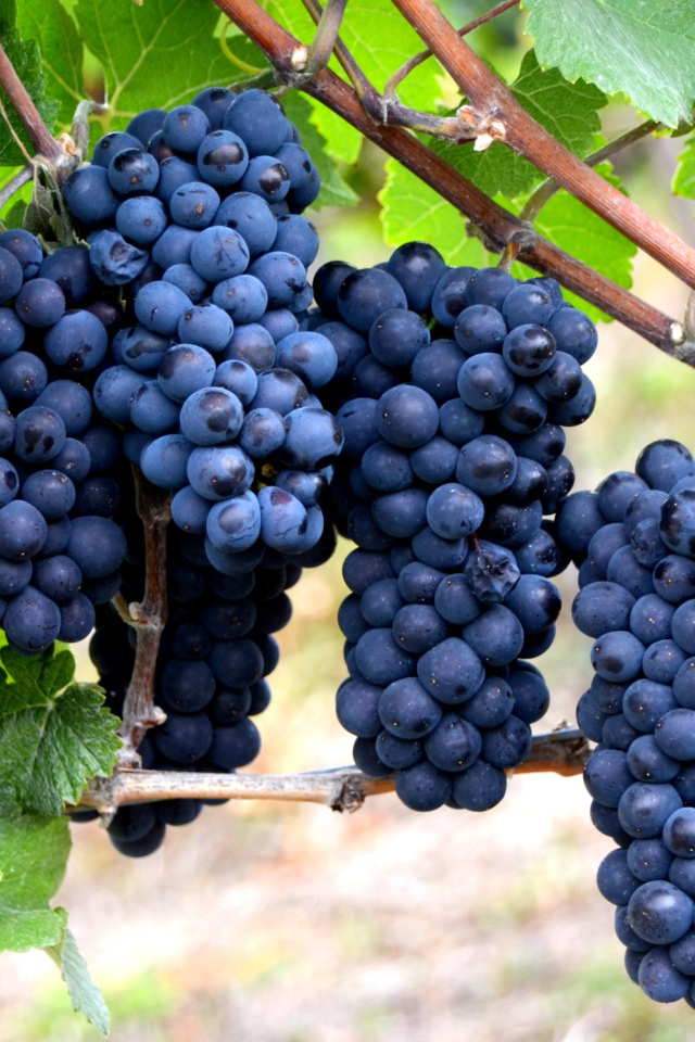 Красивые грозди синего винограда на лозе