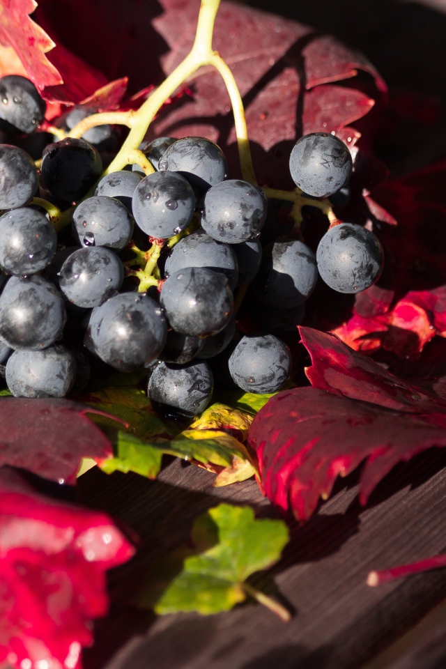 Синий виноград сидит на столе с красными листьями