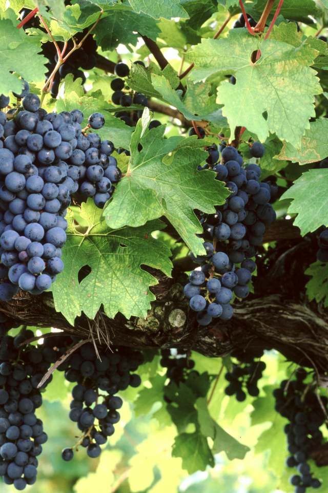 Большие гроздья синего винограда в зеленых листьях 