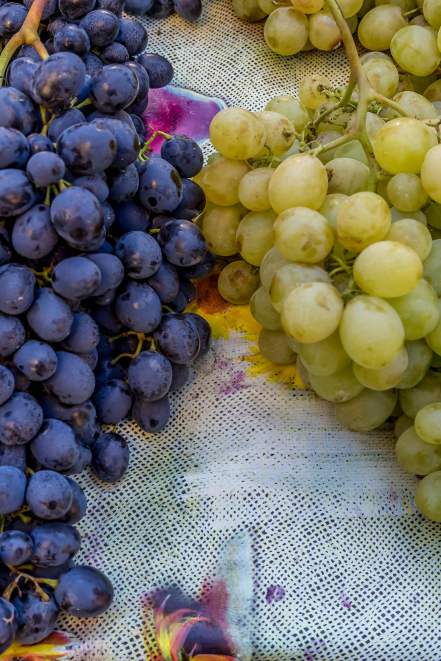 Большие гроздья синего и белого винограда на столе