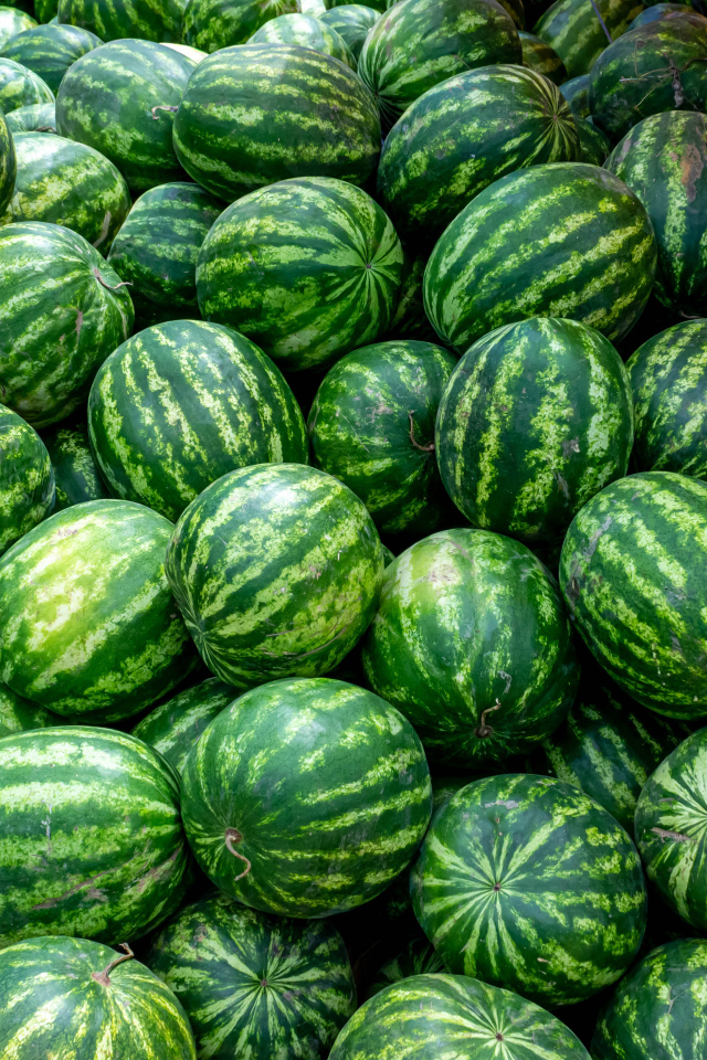 Много полосатых зеленых арбузов