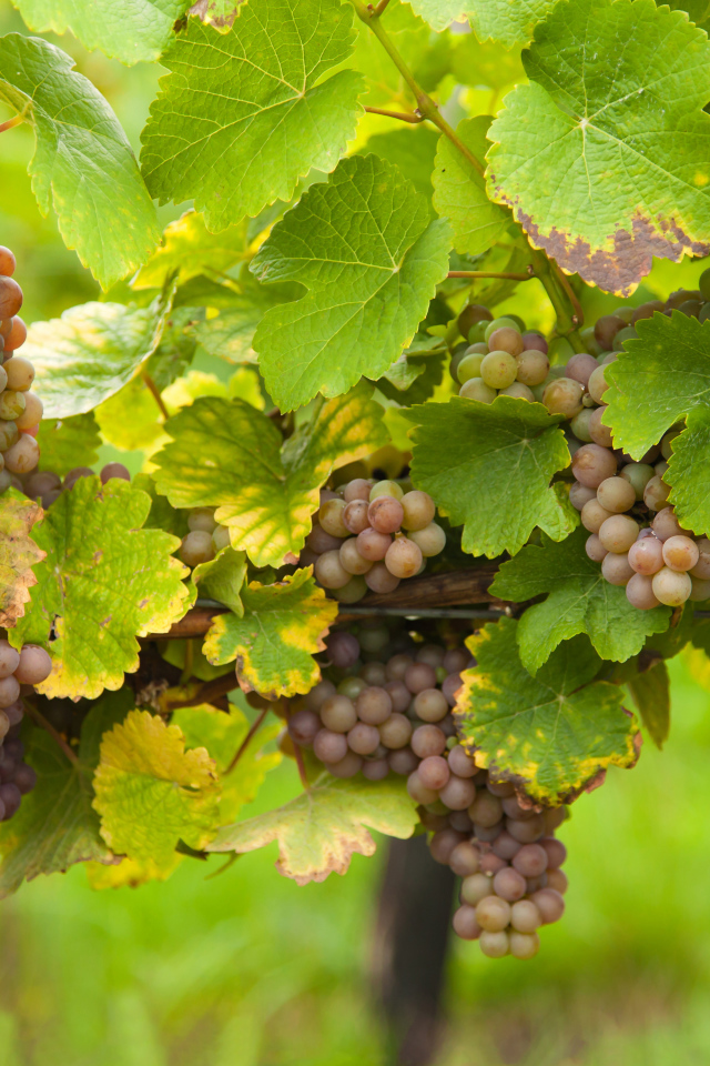 Розовый виноград в зеленых листьях на лозе