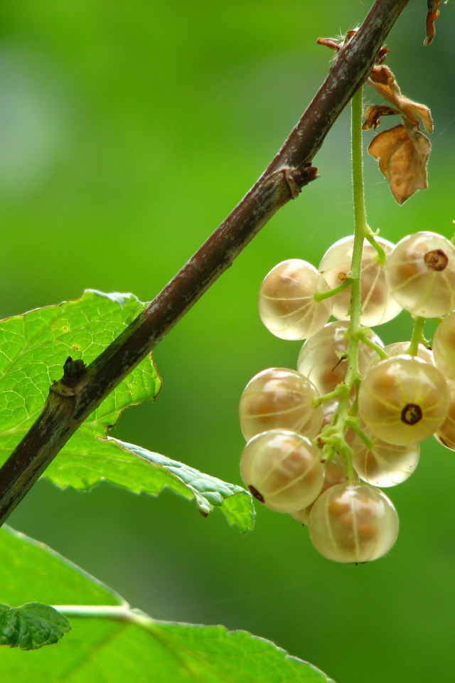 Белая смородина на ветке с зелеными листьями