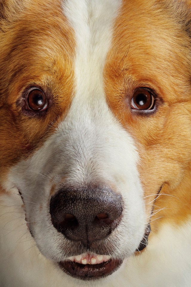 Морда золотистого ретривера в новом фильме Собачья жизнь 2, 2019 года