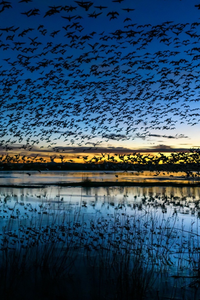 Стая птиц пролетает над прудом в сумерках