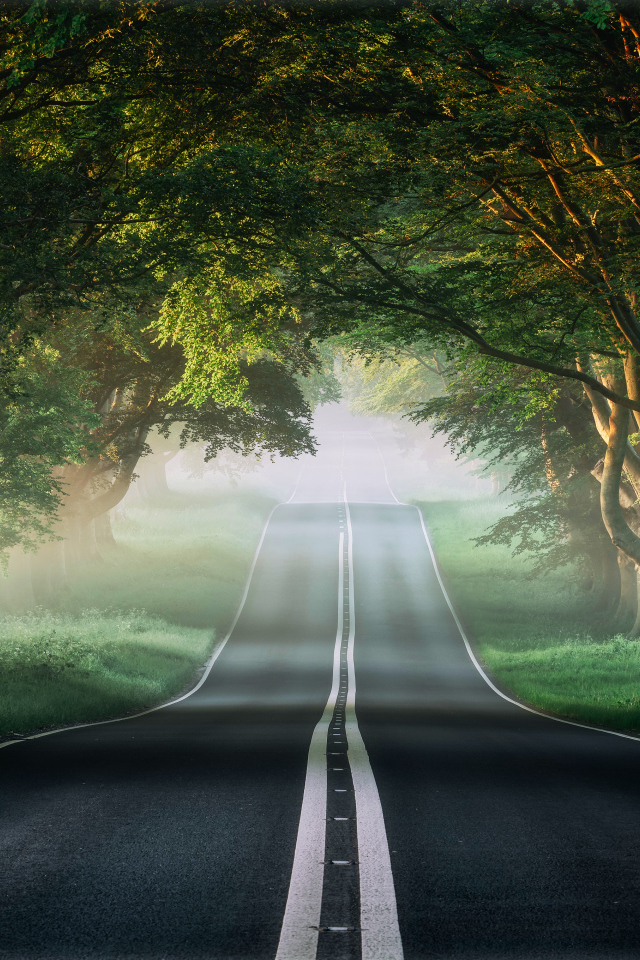 Асфальтированная дорога у зеленых деревьев летом