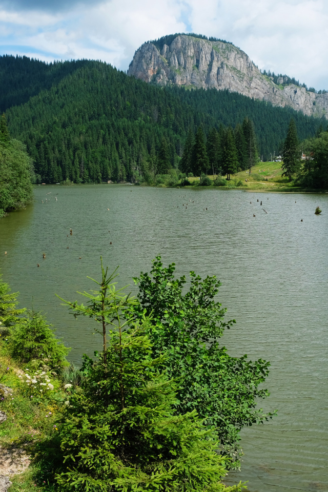Лавка у горной реки у хвойного леса 