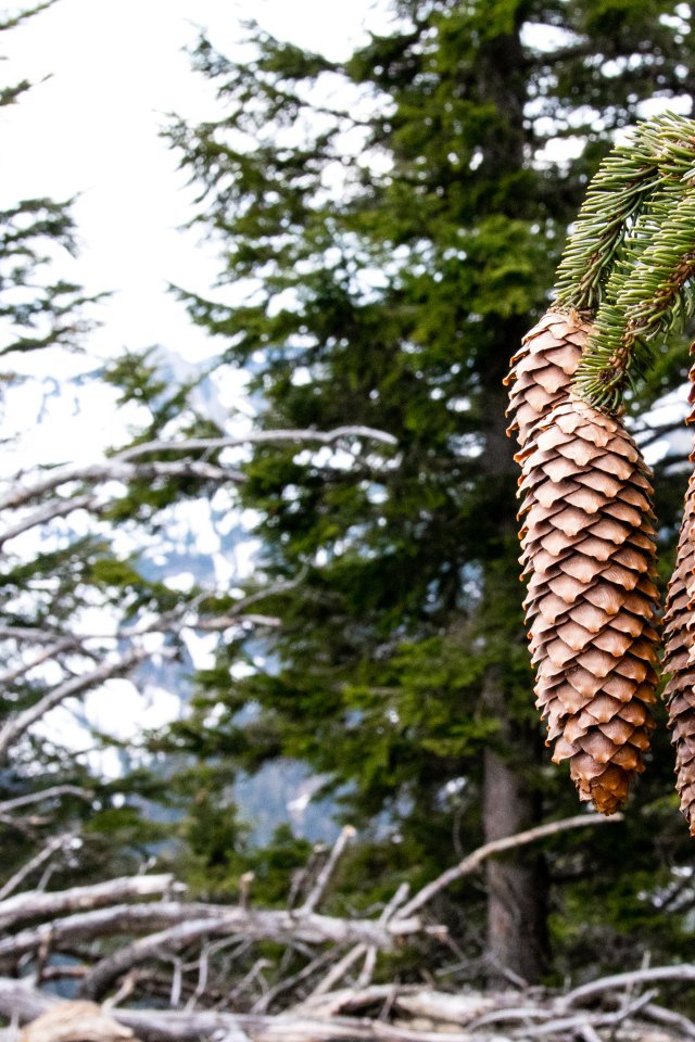 Большие шишки на зеленой ветке ели крупным планом