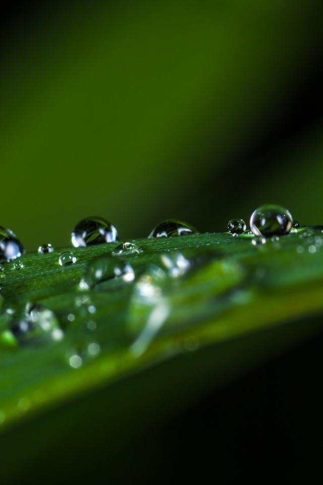 Большие капли росы на зеленой траве 