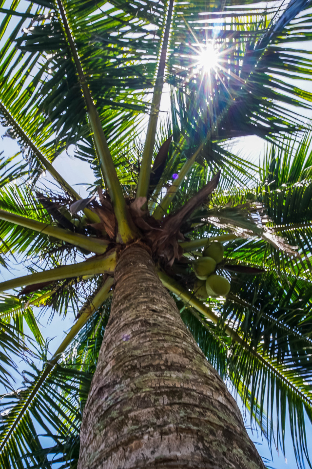 Большая зеленая пальма в лучах солнца