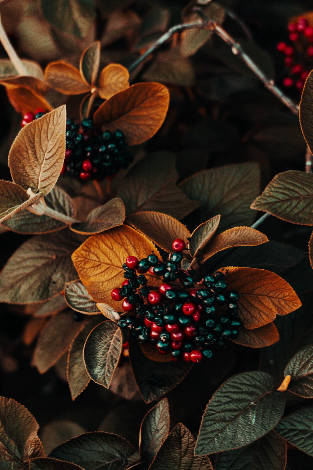 Черные ягоды в листьях крупным планом