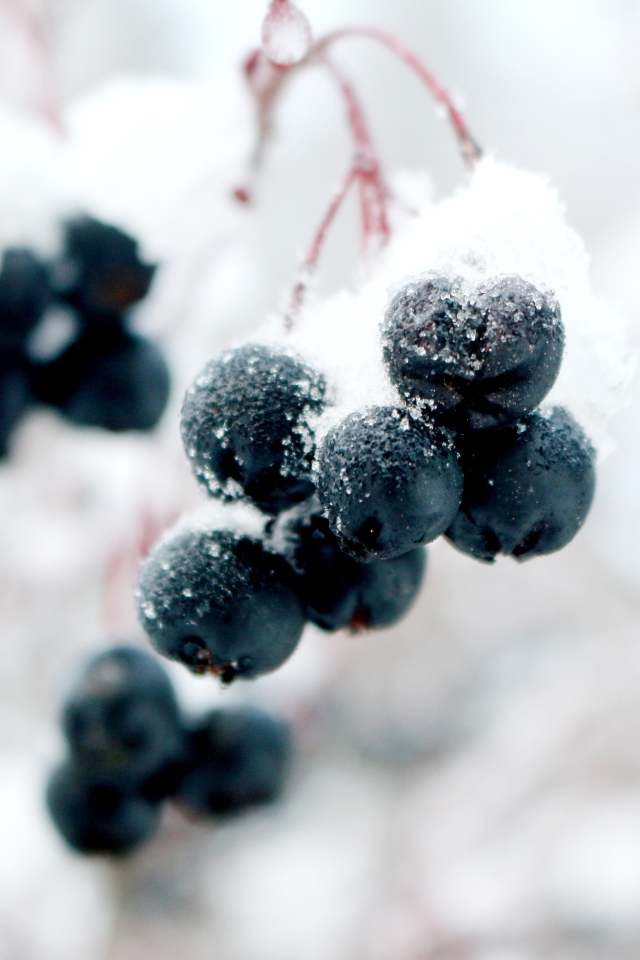 Черные ягоды на ветке в снегу крупным планом