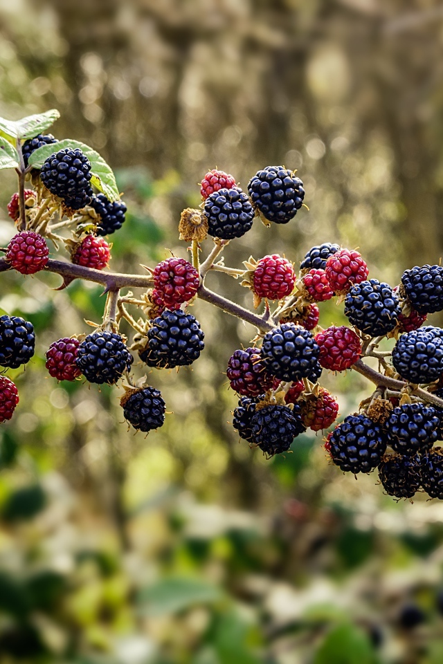 Черные ягоды ежевики на ветке 