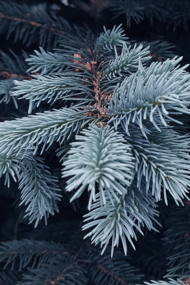 Ветка голубой ели крупным планом