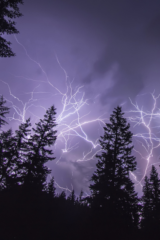 Яркие молнии над сосновым лесом