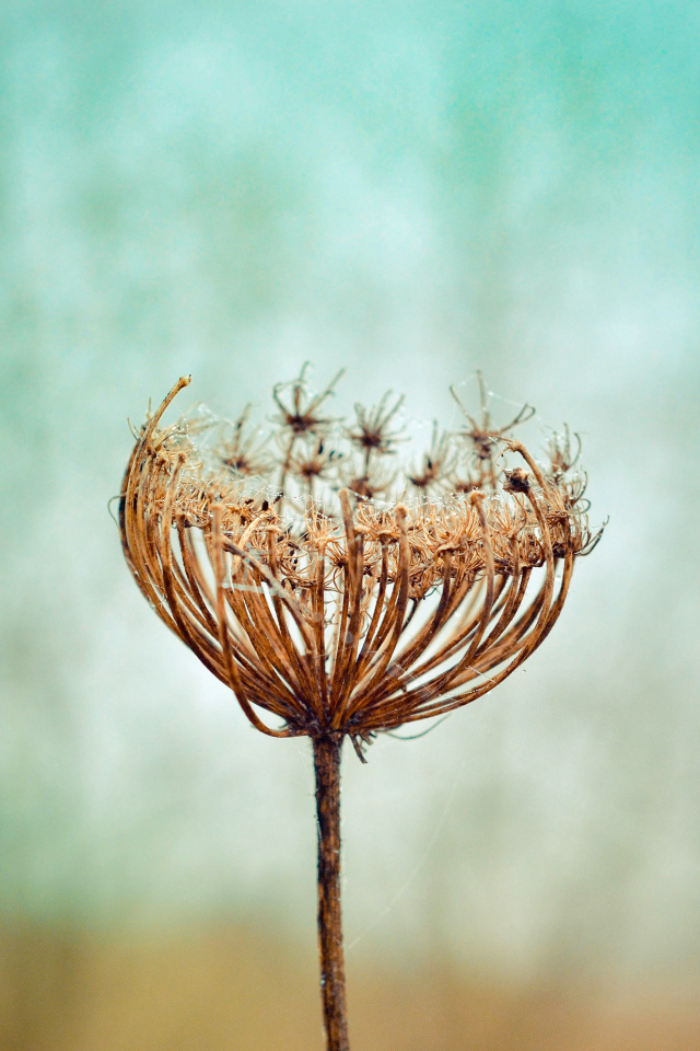 Зонтик высохшего растения крупным планом