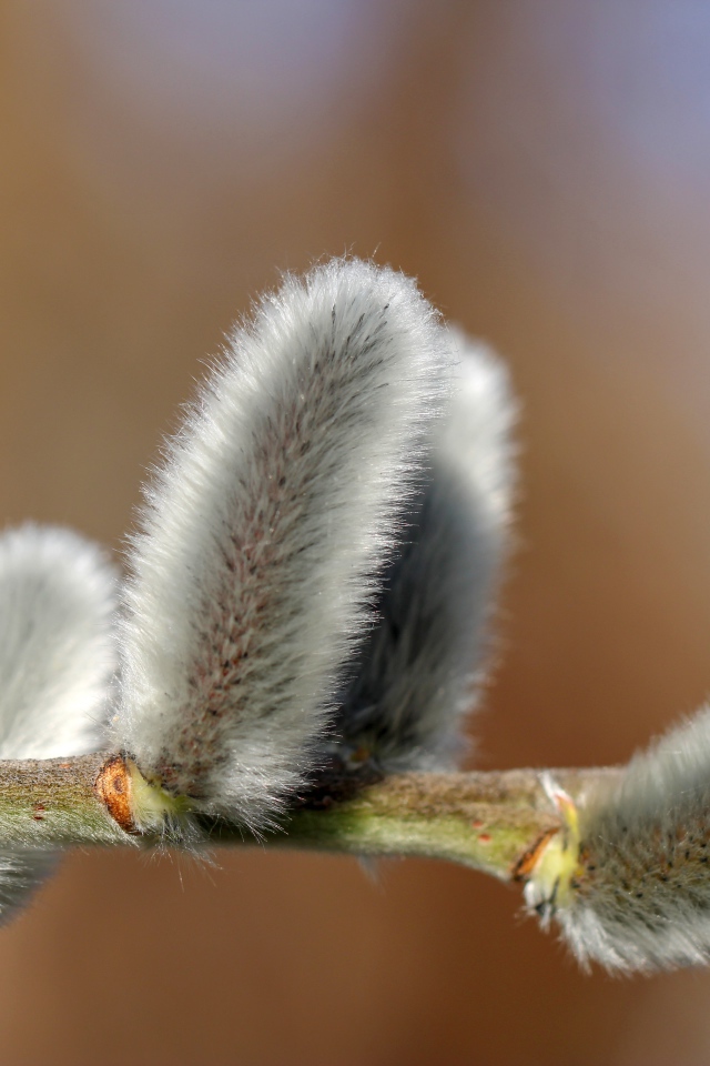 Пушистая ветка вербы