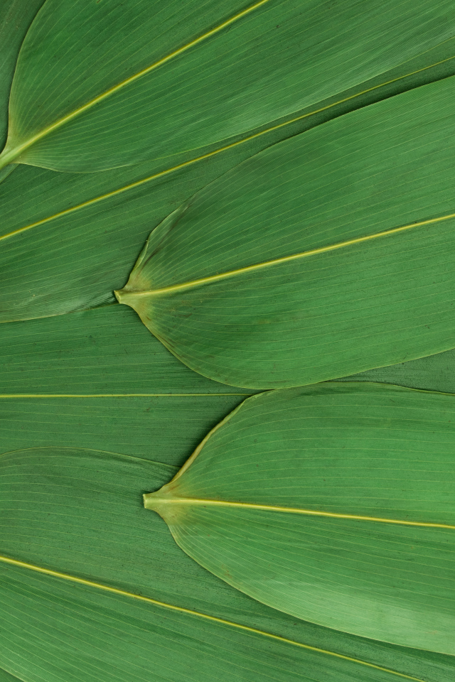 Зеленые кукурузные листья на белом фоне