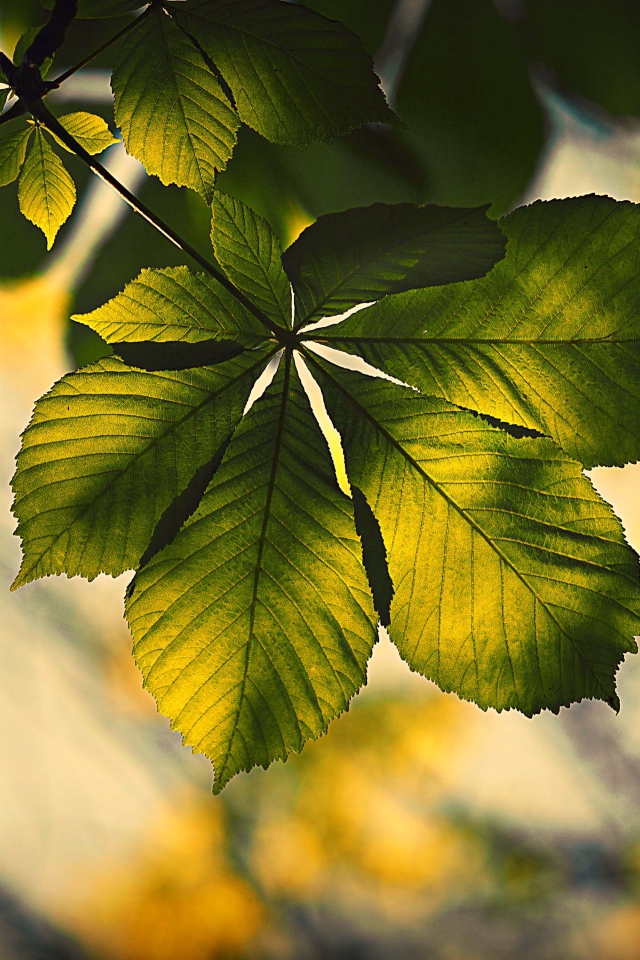 Зеленый лист каштана в лучах солнца