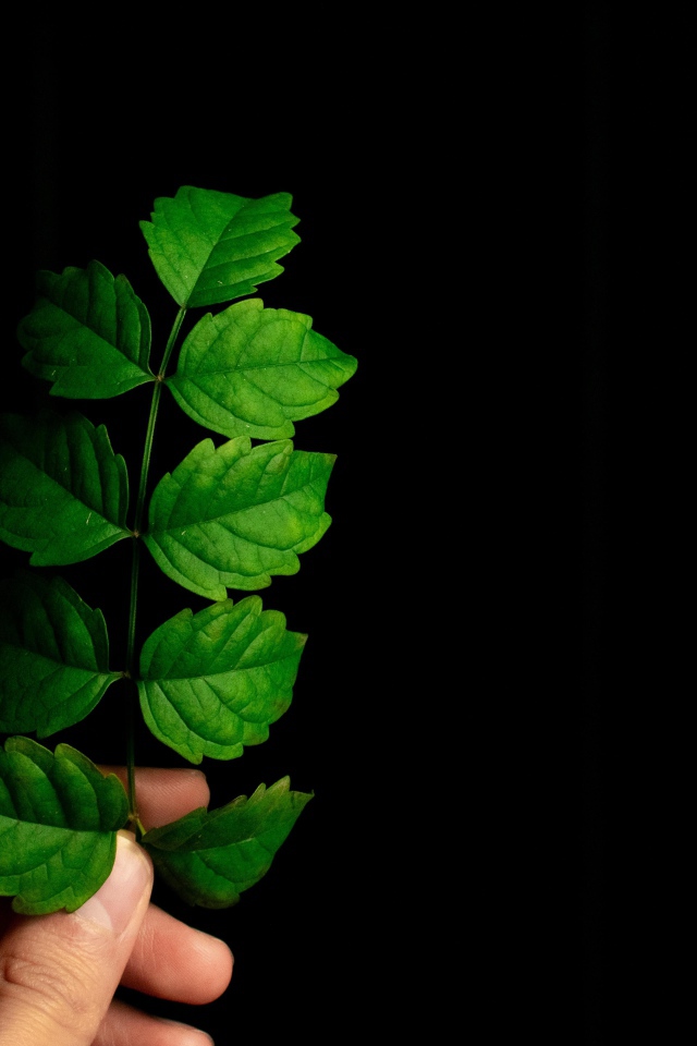 Зеленый лист в руке на черном фоне