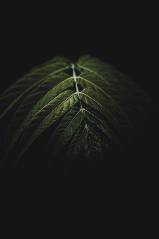 Зеленый лист на черном фоне 