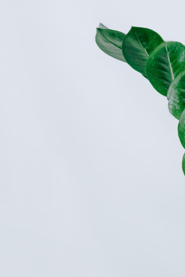 Зеленый лист на сером фоне крупным планом