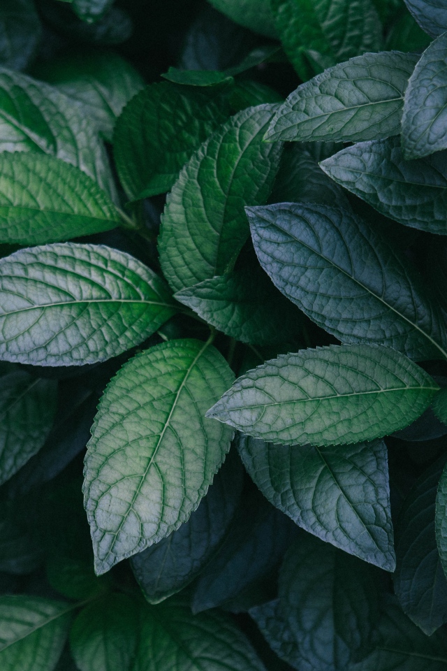 Зеленые листья куста крупным планом