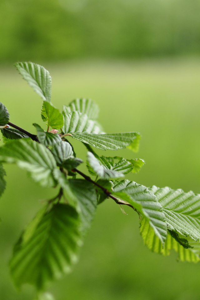Зеленые листья на ветке дерева 