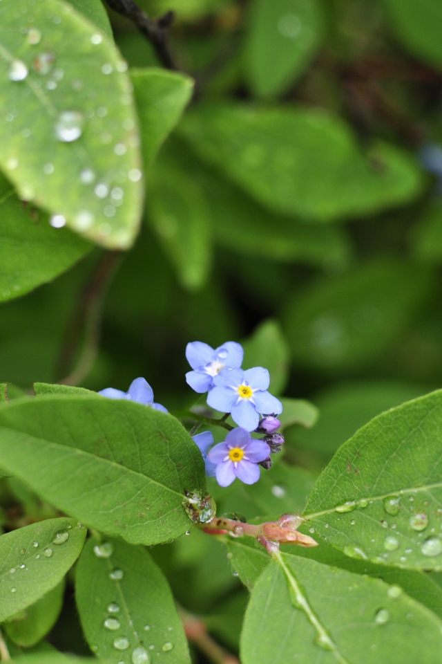 Зеленые листья с маленькими цветами в каплях росы