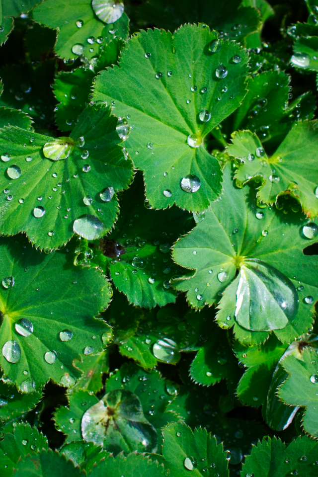 Зеленые листья с каплями воды крупным планом