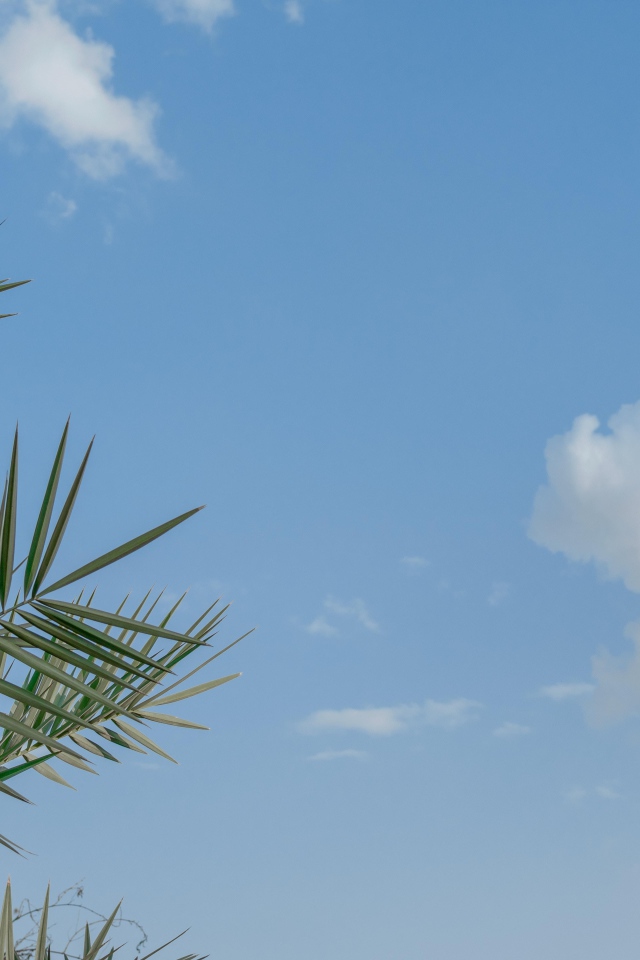 Зеленые пальмовые ветви на фоне голубого неба