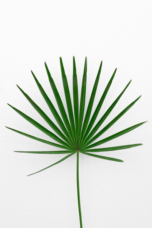 Зеленый пальмовый лист на белом фоне