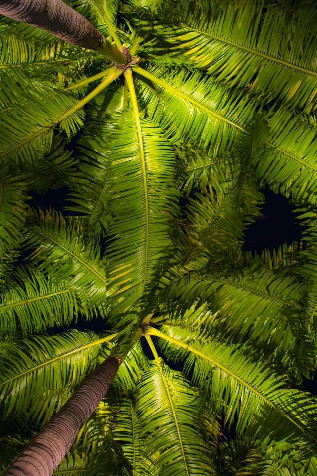 Зеленые пальмовые листья вид снизу