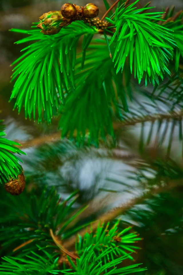 Зеленые сосновые иголки на ветках с шишками