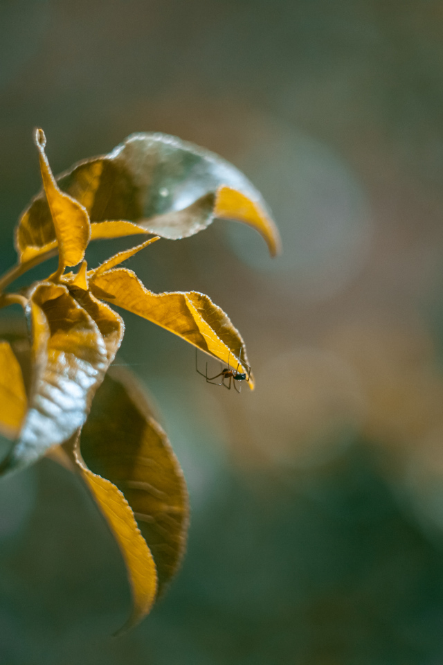 Зеленые сочные листья в лучах солнца 