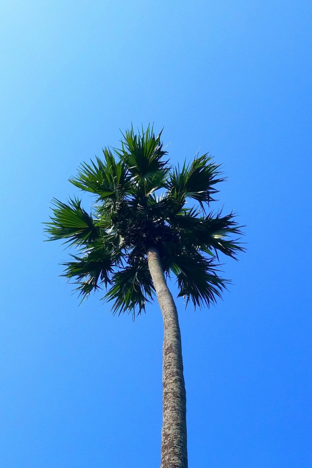 Зеленая верхушка пальмы на фоне голубого неба 