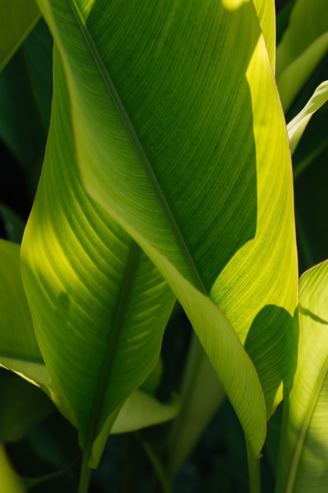 Много зеленых листьев растения в лучах солнца