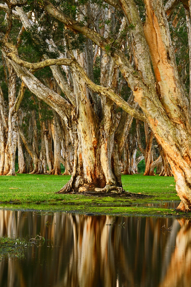Старые деревья отражаются в воде в лесу