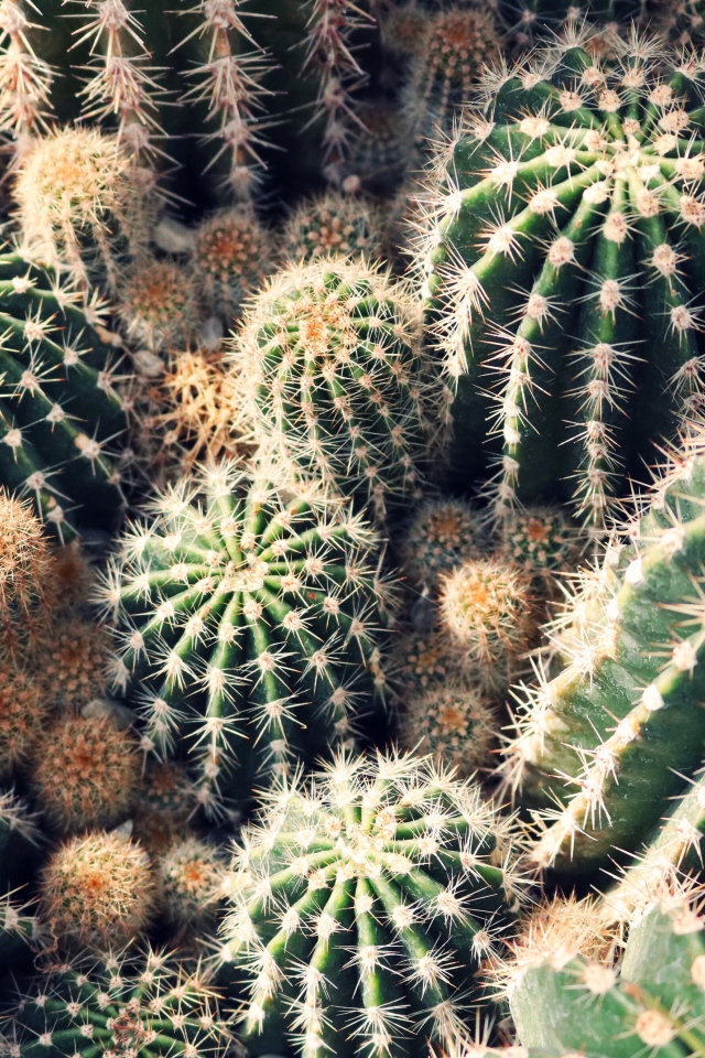 Колючие кактусы на клумбе крупным планом