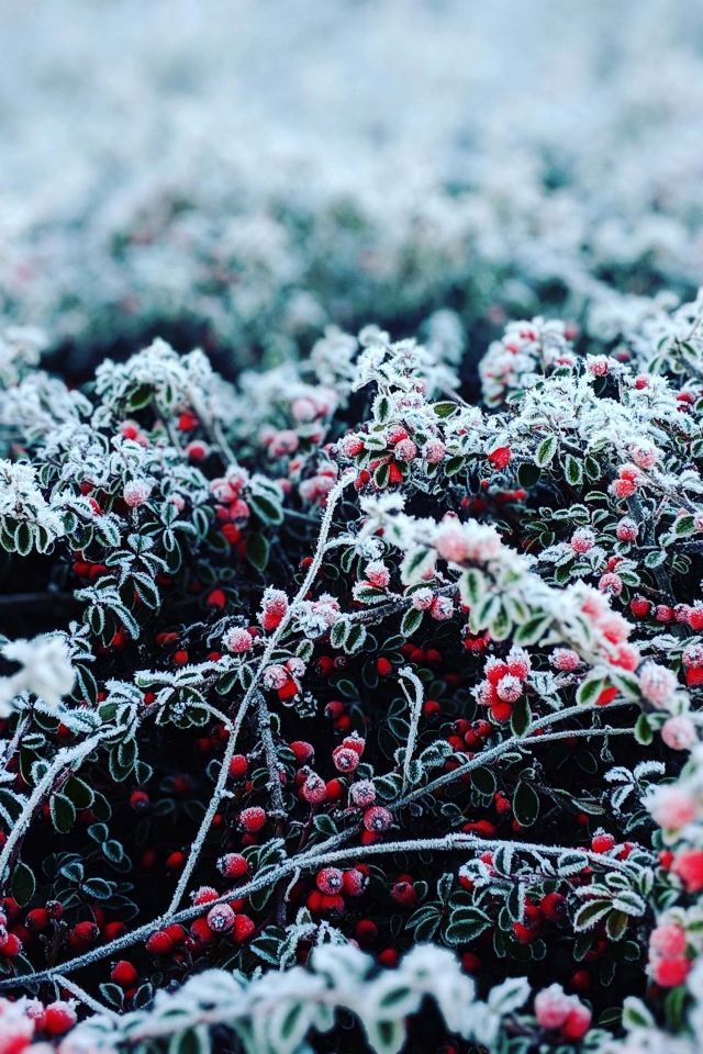 Красные ягоды покрытые инеем 