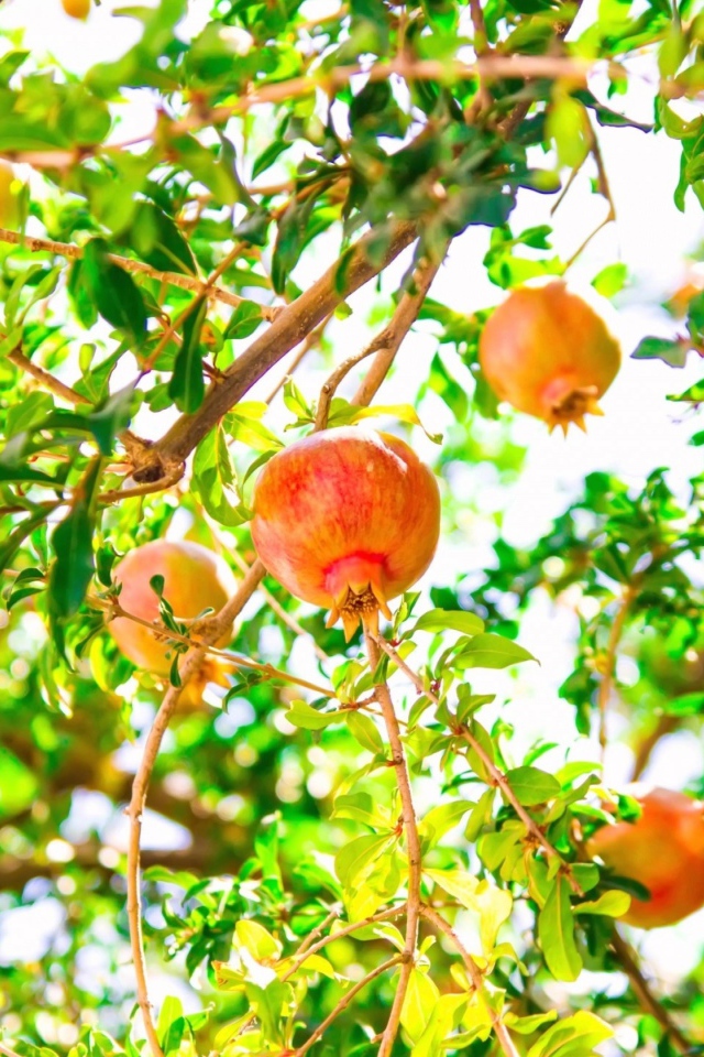 Red pomegranates on tree branches