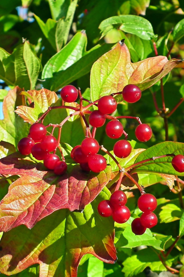 Красная калина в зеленых листьях крупным планом